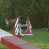 agility 2011-04